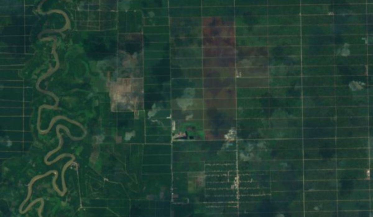 Satellite map of oil palm estate blocks